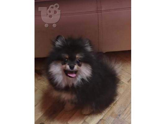 Καθαρόαιμα κουτάβια Boo Pomeranian